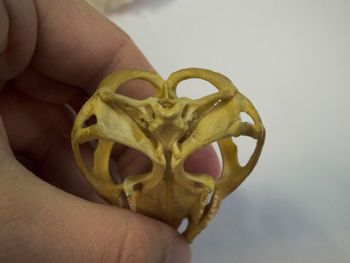 Media type: image;   Herpetology R-4702